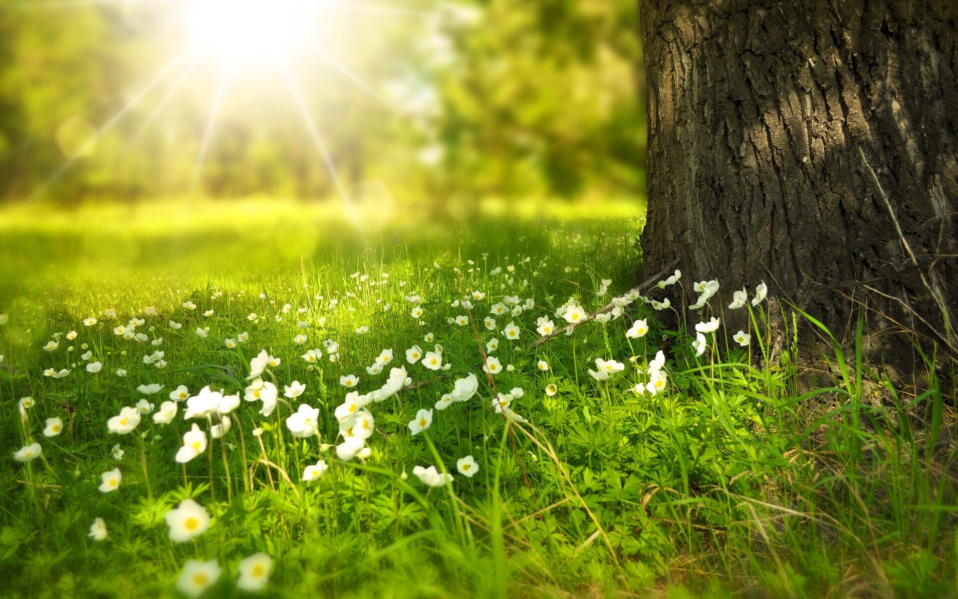 Grüne Wiese mit weißen Blumen und der Sonne im Hintergrund